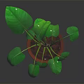 Lush Green Leaf Potted Plant With Healthy Stems In Brown Pot And Dark Background