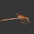 Orange Lobster with Large Claws and Long Legs on Dark Background in
