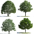 Different Types of Arbor Trees with Various Crown Shapes and Lush Green Foliage