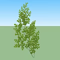 Arbor Trees With Lush Green Leaves And Slender Branches In Natural Growth