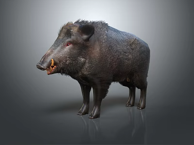 Realistic Wild Boar Figure with Thick Dark Fur and Sharp Tusks on Gray Surface 3d model