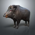 Realistic Wild Boar Figure with Thick Dark Fur and Sharp Tusks on Gray Surface