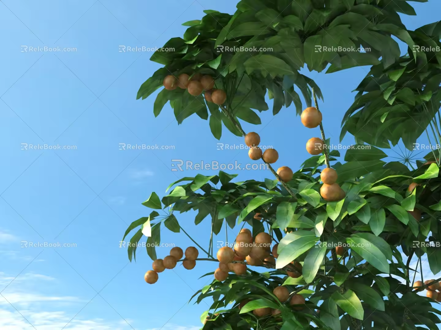 Longan Fruit Longan Tree Plant 3D Model 3d model