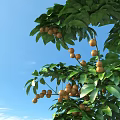 Longan Fruit Longan Tree Plant 3D Model 3d model