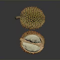 Fresh Whole and Halved Durian with Exposed White Flesh Close Up View