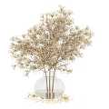 Decorative Ornament Set With Transparent Glass Vase And White Dried Flowers For Minimalist Home Decor