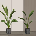 Indoor Potted Plants With Large Green Leaves In Gray Pots Light Walls And Wooden Decor