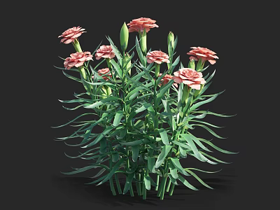 Vibrant Pink Carnations With Blooming Flowers And Green Leaves Fresh Healthy Plants 3d model