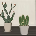 Flat Stemmed Tall and Round Cactus Potted Plants in Light Pots with Red Fruits
