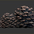 pine cone plant 3d model