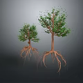 Two Trees With Visible Roots And Green Leaves On Gray Background 3d model