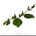 Green Plant Branch with Tender Leaves and Fresh Buds on White Background