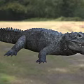 Crocodile Reptile In Natural Grassland Habitat With Open Mouth And Sharp Scales