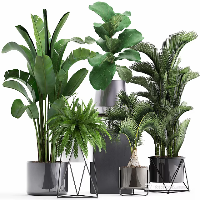 Indoor Bonsai Potted Plants with Large Leaves Ferns and Palms in Modern Metal Planters 3d model 