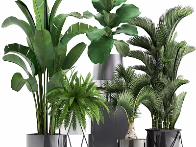 Indoor Bonsai Potted Plants with Large Leaves Ferns and Palms in Modern Metal Planters 3d model
