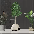 Green Leaf Potted Plants With Different Planters On Black Table Against Gray Striped Wall
