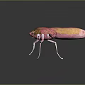 Pink and orange moth with spread wings on dark background detailed vibrant appearance and reflection