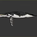 Aquatic Animal Whale With Open Mouth Black And White Coloration And Flippers