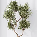 Lush Green Olive Trees In White Ceramic Pots With Twisted Trunks And Foliage