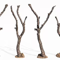 Dry Trees With Bare Branches And Textured Trunks On Soil Base