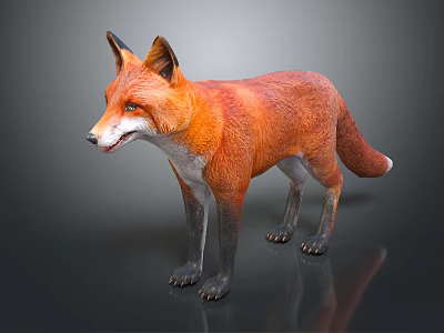 Red Fox with White Underbelly and Black Legs Standing on Reflective Gray Background 3d model
