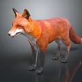 Red Fox with White Underbelly and Black Legs Standing on Reflective Gray Background 3d model