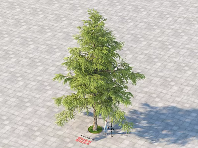 Tall Lush Evergreen Arbor Standing On Paved Stone Ground With Sunlight Shadow 3d model