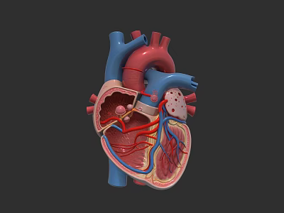 Human Heart Anatomical 3D Model Showing Internal Chambers And Blood Vessels 3d model
