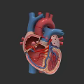 Human Heart Anatomical 3D Model Showing Internal Chambers And Blood Vessels