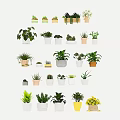 Various Indoor Bonsai And Potted Plants With Different Ceramic Planters And Green Foliage