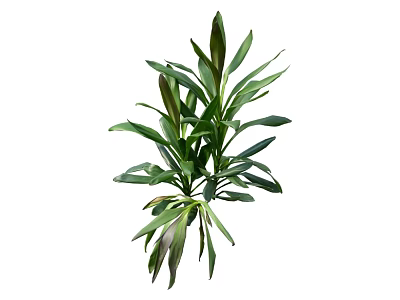 Beautiful Bonsai Potted Plant With Lush Green Leaves For Indoor Home Decor 3d model