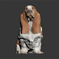 Brown And White Basset Hound With Long Ears Sitting On Dark Background With Reflection