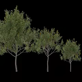 Assorted Decorative Tree Ornaments Set With Green Foliage And Various Sizes