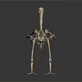 Detailed Medical Device Bird Skeleton Anatomical Model as Veterinary Educational Tool 3d model