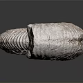 Preserved Ammonite Fossil Spiral Shell with Textured Surface Ancient Marine Animal