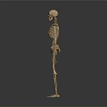 Human Skeleton Anatomical Model Displaying Body Organs And Bone Structure