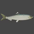 Fresh Silver Fish With Green Tail Natural Appearance For Healthy Seafood Dishes And Delicious Food