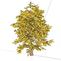 Lush Deciduous Arbor With Vibrant Yellow Autumn Leaves And Natural Silhouette