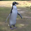 Flying Animal Penguin Standing On Green Grass In Natural Outdoor Setting