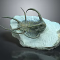 Trilobite Fossil Ancient Marine Creature Preserved in Stone Matrix with Spiny Appendages