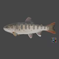 Animated Game Movie Fish Character With Rubik Cube On Gray Background