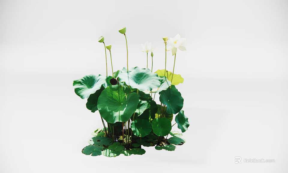 White Lotus Flowers With Fresh Green Leaves And Buds In Natural Setting 3d model 