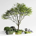 Tall Lush Tree With Small Shrubs Rocks Lantern And Green Grass Landscape