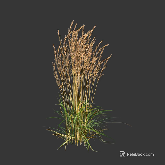Tall Ornamental Grass With Golden Plumes And Green Foliage Against Dark Background 3d model 