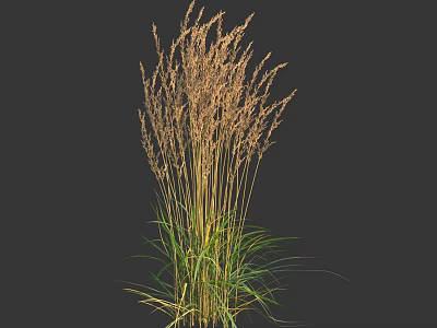 Tall Ornamental Grass With Golden Plumes And Green Foliage Against Dark Background 3d model