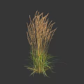 Tall Ornamental Grass With Golden Plumes And Green Foliage Against Dark Background
