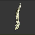 Human Spine Anatomical 3D Model With White Structure On Gray Background