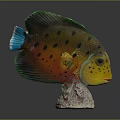 Tropical Fish Colorful Fish Ornamental Fish Aquarium Coral Fish Underwater Fish Color Fish Cartoon Fish Freshwater Fish 3d model
