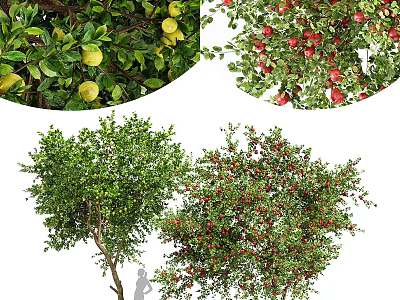 Ornamental Fruit Tree Decorative Set With Lemon Apple Pomegranate And Green Foliage 3d model