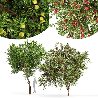 Ornamental Fruit Tree Decorative Set With Lemon Apple Pomegranate And Green Foliage 3d model